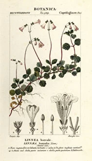 Jussieu Collection: Twinflower, Linnaea borealis