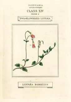 Classes Collection: Twinflower or two-flowered linnaea, Linnaea borealis