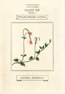 Classes Prints: Twinflower or two-flowered linnaea, Linnaea borealis
