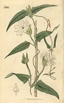 Fragrans Prints: Twining thunbergia, Thunbergia fragrans