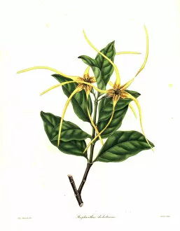 Twisted cord flower, Strophanthus divaricatus