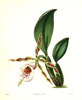 Twisted Prints: Twisted trichopilia orchid, Trichopilia tortilis