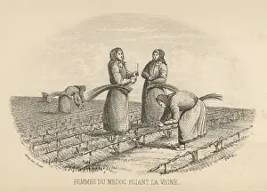 Twisting Prints: Twisting Vine, Medoc