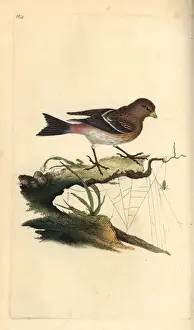 London Prints: Twite, Carduelis flavirostris