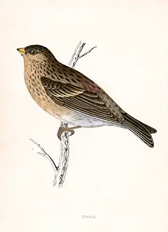Twite (Morris)