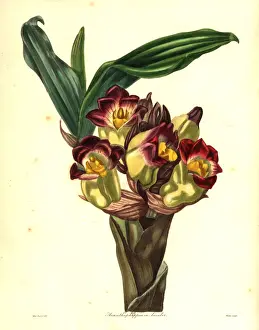 Two-coloured acanthephippium orchid, Acanthephippium bicolor