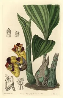 Orchis Prints: Two-coloured barrel-orchis, Acanthophippium bicolor