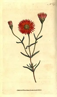 Mesembryanthemum Prints: Two-coloured fig marigold, Mesembryanthemum bicolorum