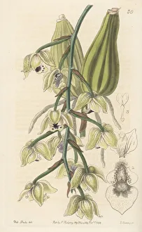 Mexico Prints: Two-coloured lacaena orchid, Lacaena bicolor
