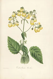 Magazine Of Botany Prints: Two-coloured slipperwort, Calceolaria bicolor