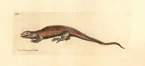 Faced Prints: Two-faced neusticurus, Neusticurus bicarinatus