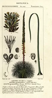 Agave Gallery: Two-flowered agave, Dracaena boscii