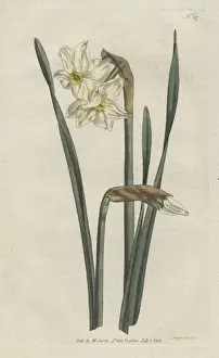 Two-flowered narcissus, Narcissus medioluteus
