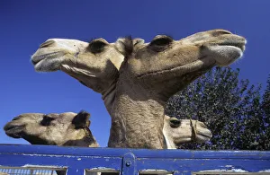 Images Dated 5th September 2019: Two-headed camel? Birqash Camel Market near Cairo, Egypt