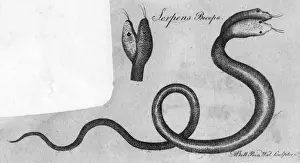 Headed Prints: Two-Headed Snake / C. 1770