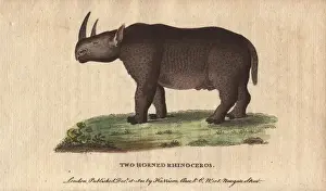 Two-horned rhinoceros or black rhino, Diceros bicornis