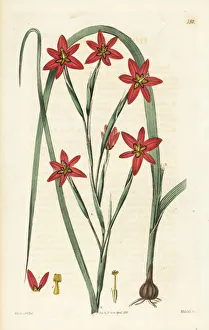 Miniata Collection: Two-leaf cape tulip, Moraea miniata