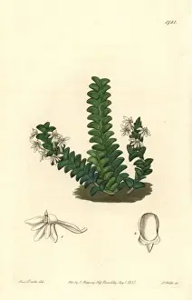 Sydenhamedwards Prints: Two-rowed angraecum orchid, Angraecum distichum