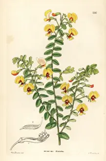Two-rowed-leaved bossiaea, Bossiaea disticha