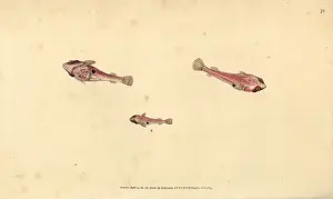 Donovan Prints: Two-spotted clingfish, Diplecogaster bimaculata bimaculata
