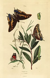 Pasha Collection: Two-tailed pasha and Cramers eighty-eight butterfly