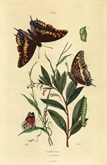 Charaxes Prints: Two-tailed pasha and Cramers eighty-eight butterfly