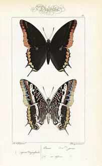 Two-tailed pasha or foxy emperor, Charaxes jasius