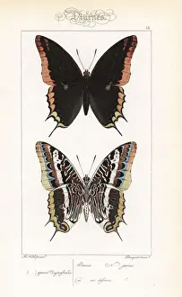 Charaxes Prints: Two-tailed pasha or foxy emperor, Charaxes jasius