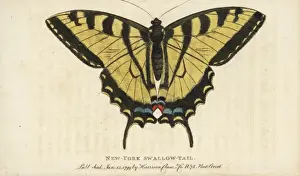 Two-tailed swallowtail butterfly, Papilio multicaudata
