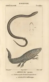 Means Prints: Two-toed amphiuma and wooper looper or axolotl