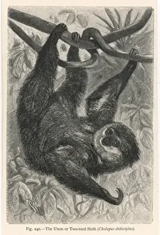 Two-Toed Sloth