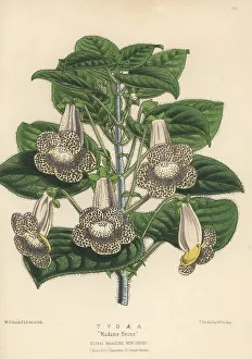 Cultivar Prints: Tydaea (or Kohleria) cultivar, Madame Heine