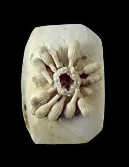 Euechinoidea Prints: Tylocidaris clavigera (Konig), sea-urchin