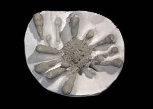 Fossilised Gallery: Tylocidaris clavigera, sea urchin