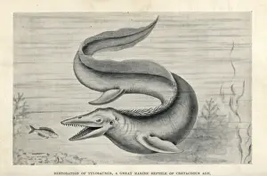Cretaceous Prints: Tylosaurus proriger