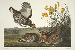 Galliformes Prints: Tympanuchus cupid, greater prarie chicken