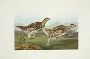Brow Prints: Tympanuchus phasianellus, sharp-tailed grouse