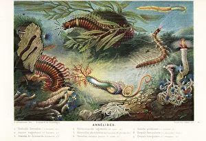 Edited Prints: Types of annelids or marine segmented worms