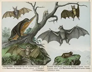 Six types of bat