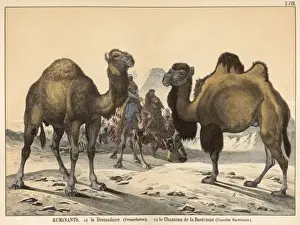 Two types of camel