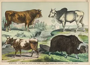 Four types of cattle
