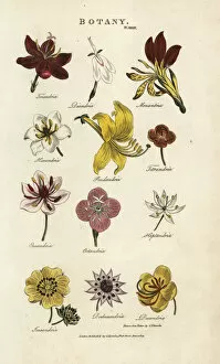 Types of flowers: Triandria, Diandria, Hexandria