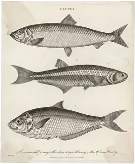 Three Types of Herring