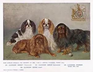 Comus Prints: Four Types of Kc Spaniel