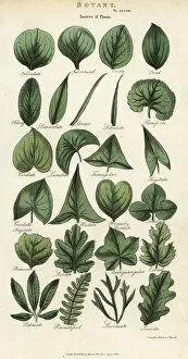 Encyclopedia Gallery: Types of leaves of plants