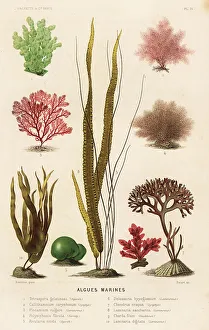 Edited Prints: Types of marine algae