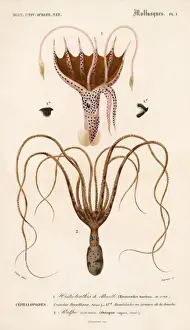 Octopus Prints: Two Types of Octopodes