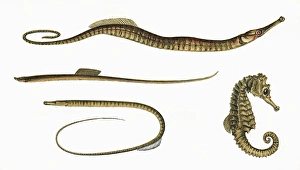 Thin Gallery: Three types of Pipefish and a Seahorse