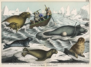 Fur - Seal Hunting