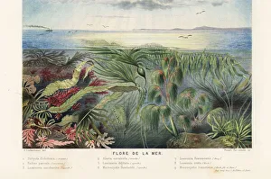 Edited Prints: Types of seaweed, kelp and algae in the ocean